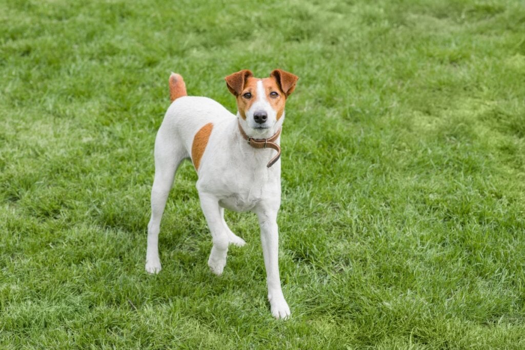 Cachorro da raça fox terrier de pelo liso, com o pelo branco e marrom de pé no gramado