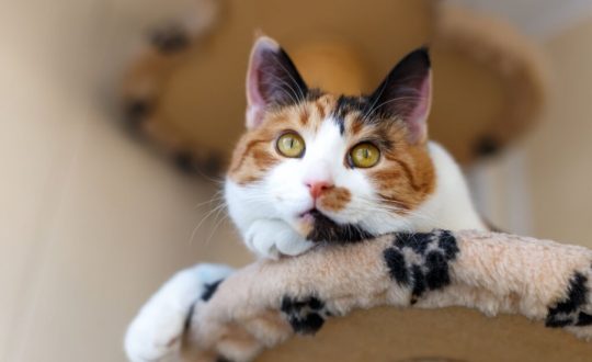 rosto de gato deitado em prateleira. gato é branco, laranja e preto