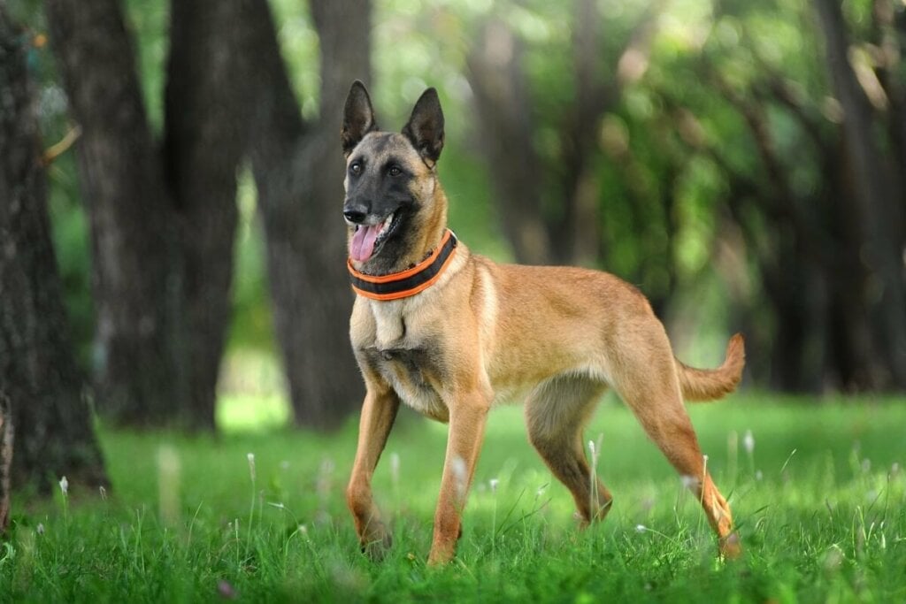Cachorro da raça pastor belga malinois, com pelo marrom e preto correndo na grama