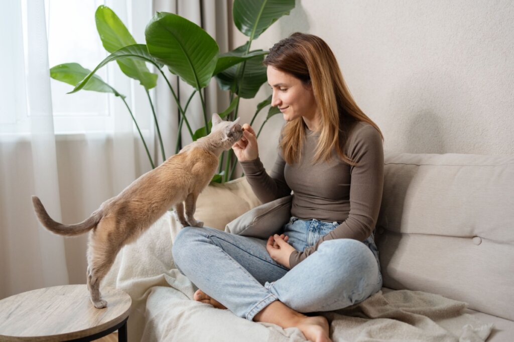 Mulher sentada em um sofá e dando petisco para um gato 