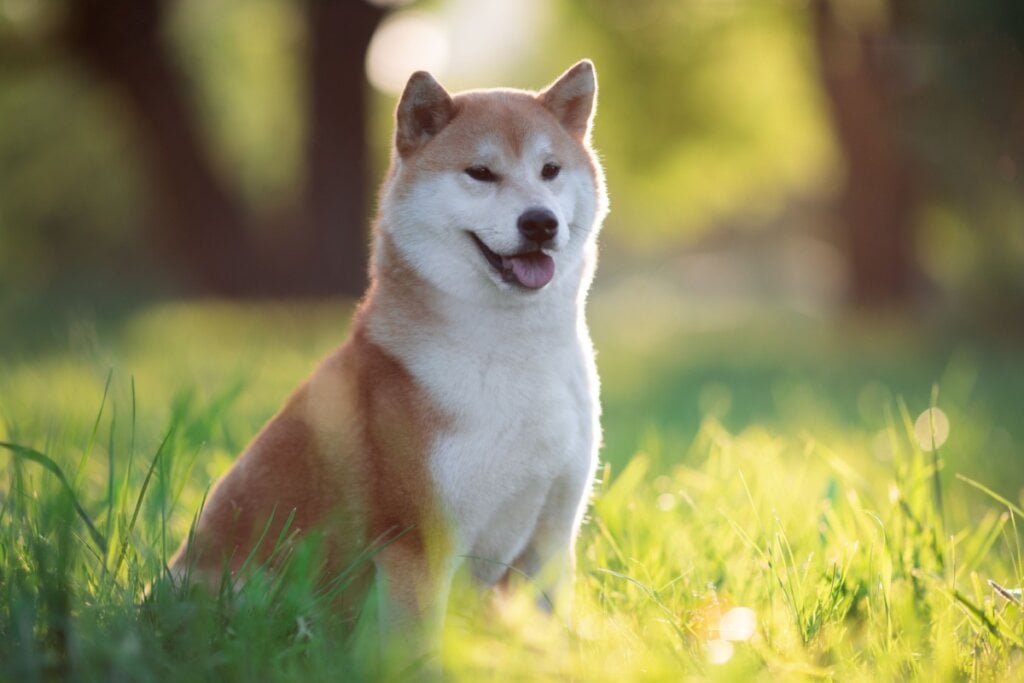 Cachorro da raça shiba inu, com a pelagem branca e marrom sentado na grama