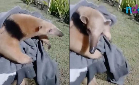video tamandua em brusque 800x450 1 Visor Notícias