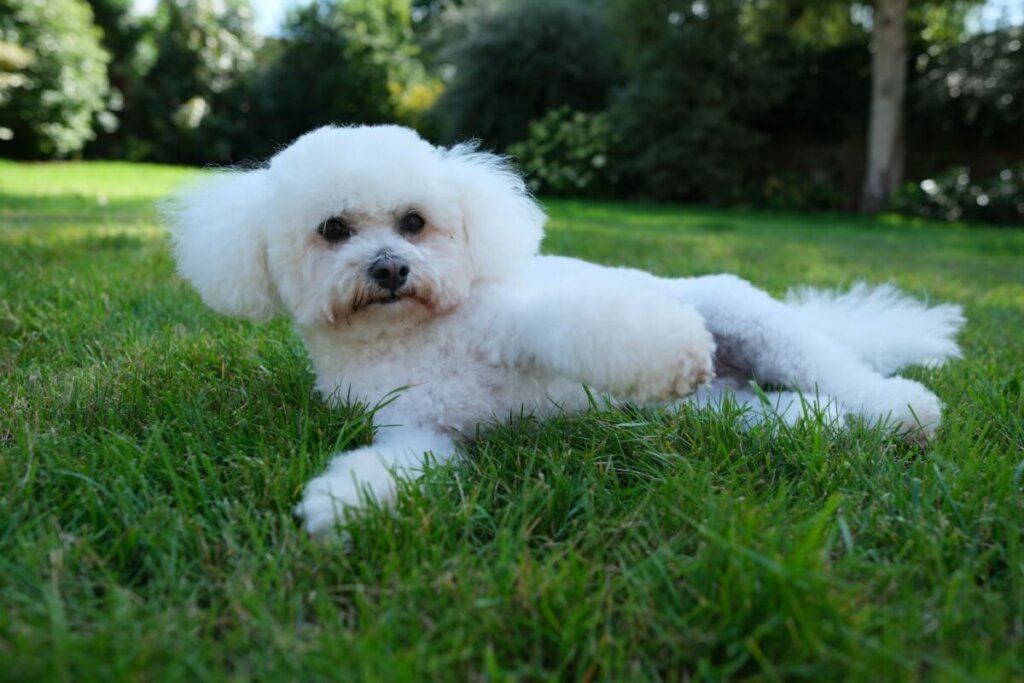 Cachorro da raça bichon frisé com o pelo branco sentado na grama ao ar livre