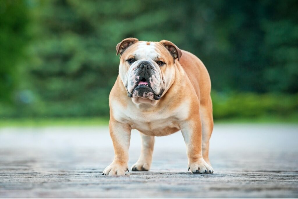 Cachorro da raça buldogue inglês com pelo bege, marrom e preto em calçada no parque