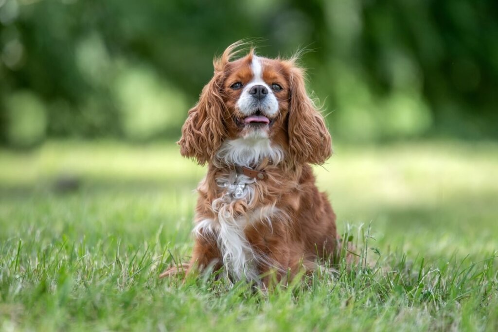 Cachorro da raça cavalier king charles spaniel com pelagem marrom e branca