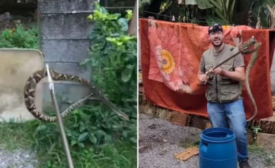 Cobra entre as mais venenosas do Brasil assusta moradores pelo tamanho em SC 1 944x531 1 Visor Notícias