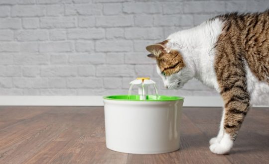 Gato bebendo água em um bebedouro branco com níveis e plataforma