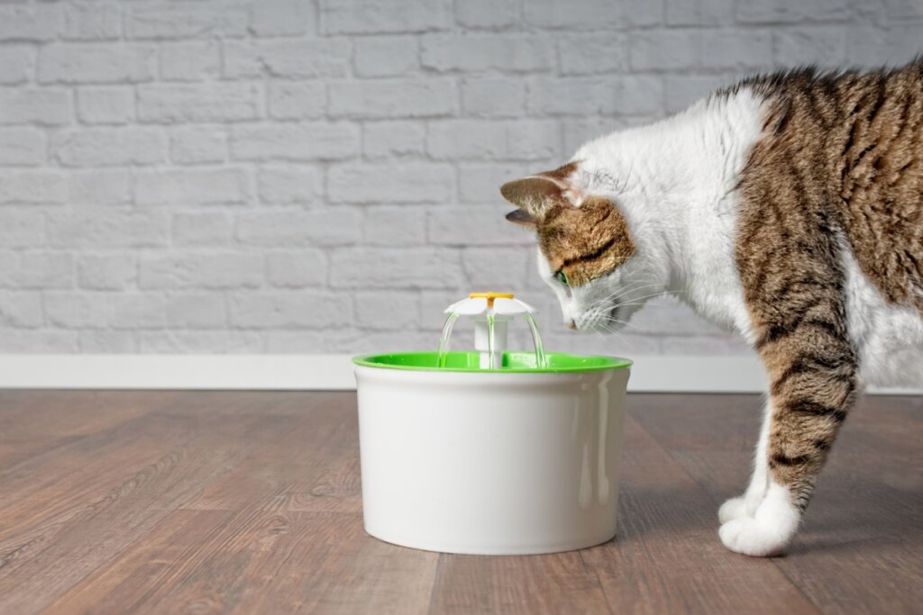 Gato bebendo água em um bebedouro branco com níveis e plataforma 