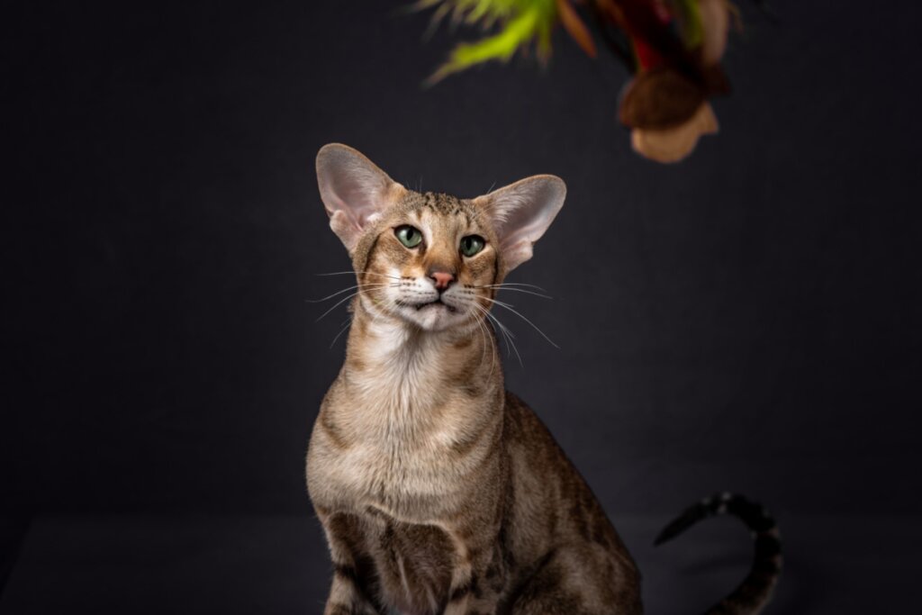 Gato oriental shorthair sentado em frente a um fundo preto