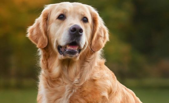 Cachorro da raça golden retriever com o pelo bege ao ar livre