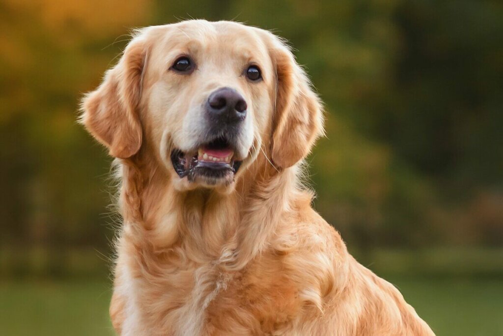 Cachorro da raça golden retriever com o pelo bege ao ar livre