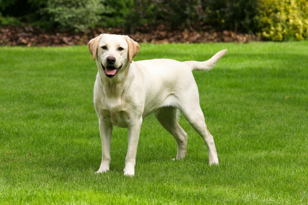 Cachorro da raça labrador com pelo bege claro em gramado