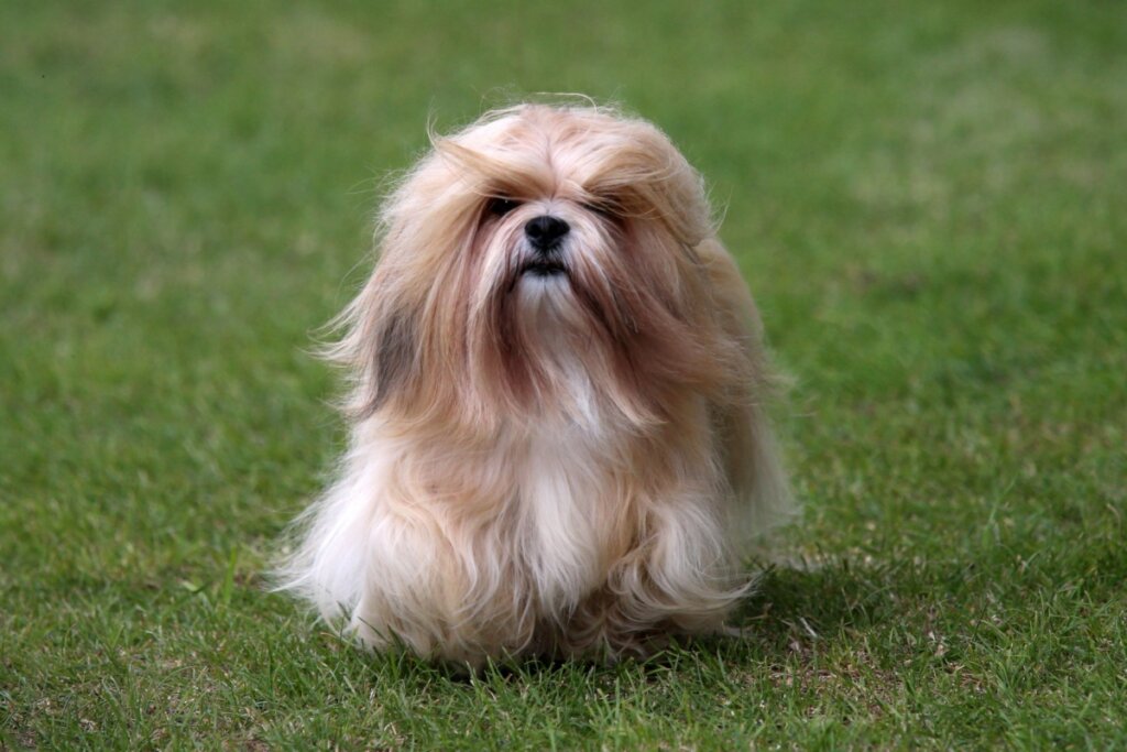 Cachorro da raça lhasa apso com pelagem longa  marrom e branca andando na grama ao ar livre