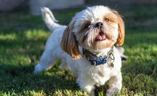 Cachorro da raça shih tzu  com pelagem branca e marrom, andando na grama