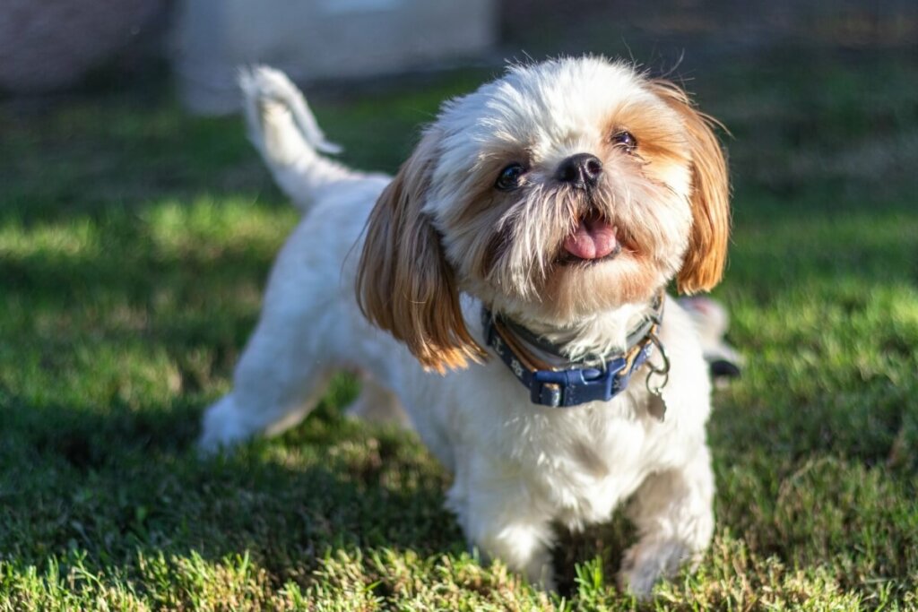 Cachorro da raça shih tzu  com pelagem branca e marrom, andando na grama