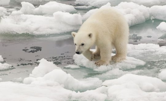 Urso-polar andando em cima de pedras de gelo