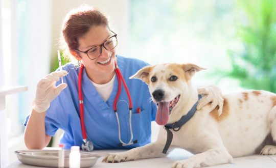 Veterinária segurando uma seringa ao lado de um cachorro deitado