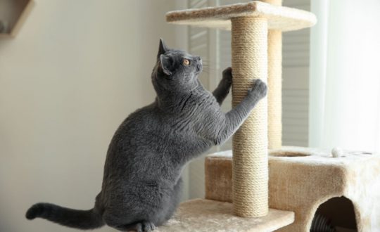 Gato cinza brincando com arranhador