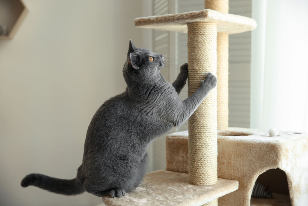 Gato cinza brincando com arranhador