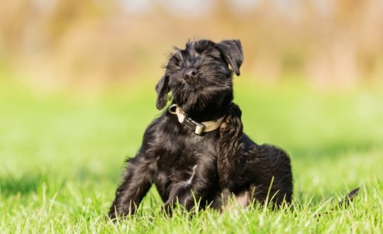 Cachorro com pelagem preta sentado na grama e se coçando