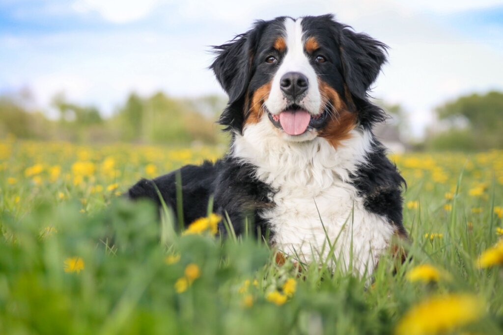 Cachorro da raça bernese com o pelo branco, preto e marrom deitado em gramado com flores