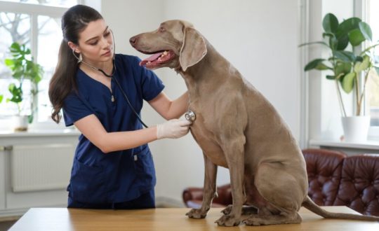 Cachorro da raça weimaraner sendo examinado por uma veterinária