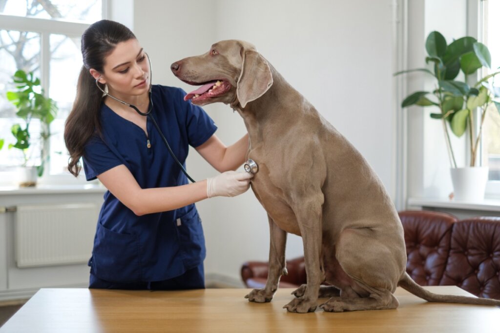 Cachorro da raça weimaraner sendo examinado por uma veterinária