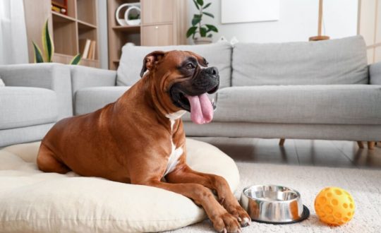 cachorro da raça boxer deitado na caminha e em frente a ele um pote de água e uma bolinha amarela