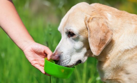 Cachorro idoso bebendo água em potinho verde durante passeio