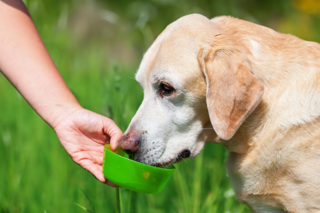 Cachorro idoso bebendo água em potinho verde durante passeio