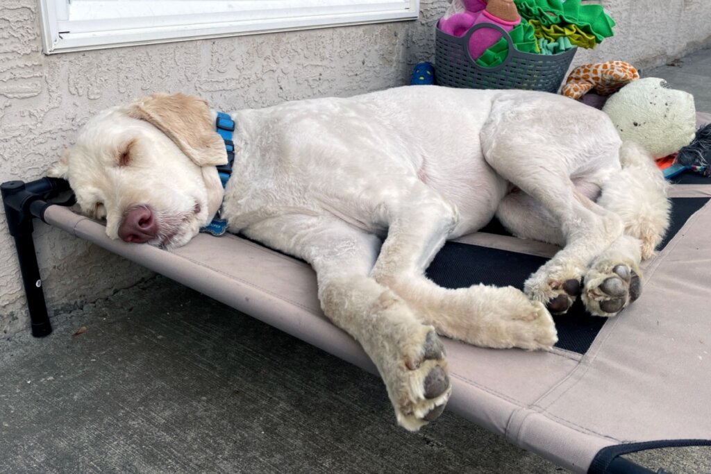 Cachorro deitado em uma cama e dormindo 