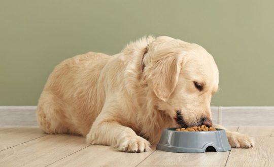 Cachorro de pelagem clara deitado no chão enquanto se alimenta em um pote cinza
