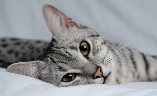 Gato da raça mau egípcio deitado e olhando para a foto