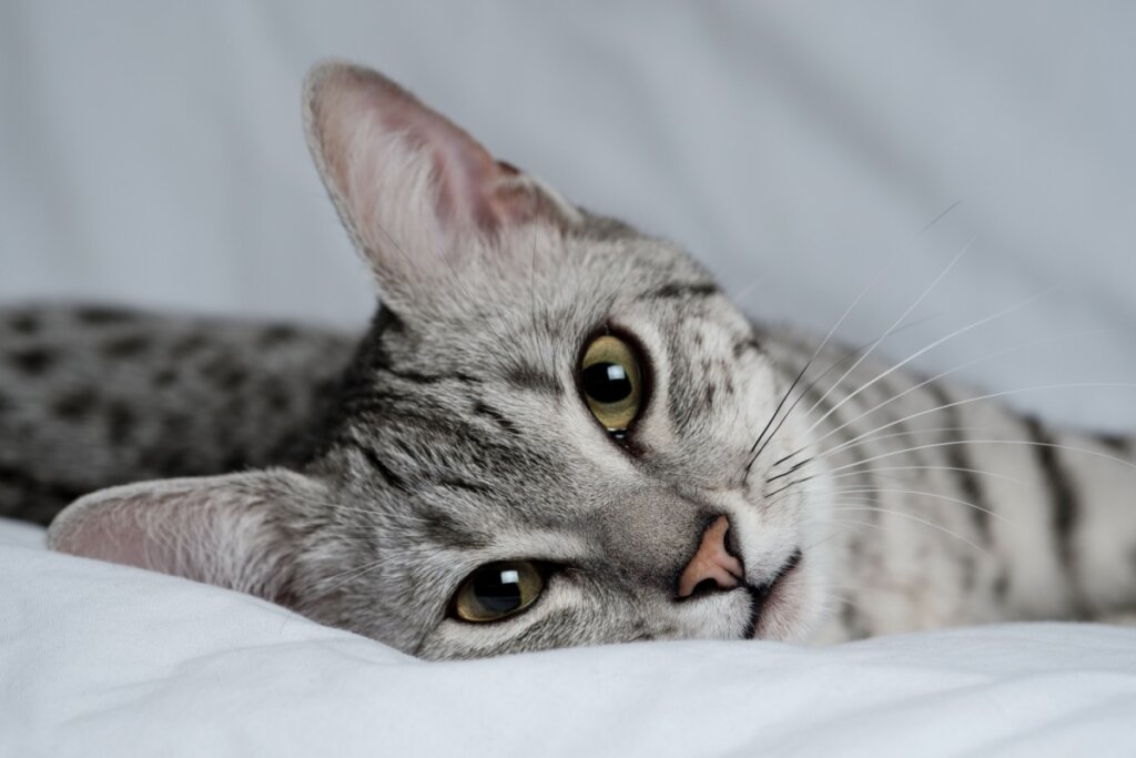 Gato da raça mau egípcio deitado e olhando para a foto 