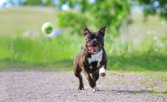 cachorro da raça staffordshire bull terrier correndo em um parque atrás de uma bola