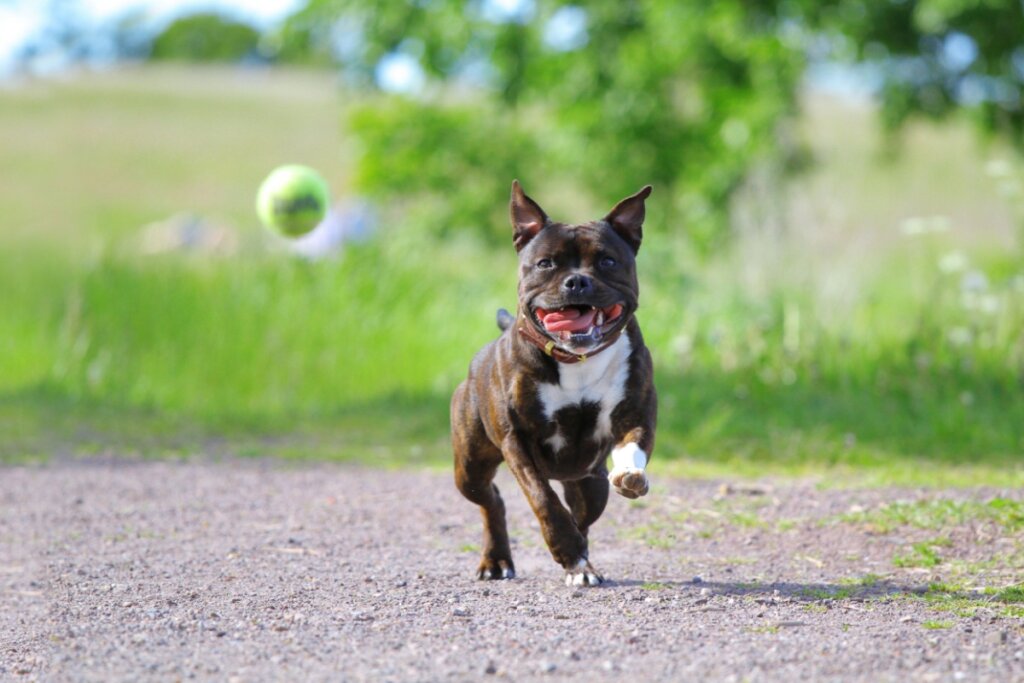 cachorro da raça staffordshire bull terrier correndo em um parque atrás de uma bola 