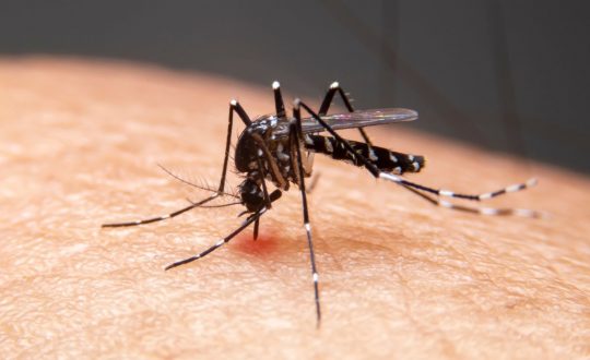 dengue Visor Notícias