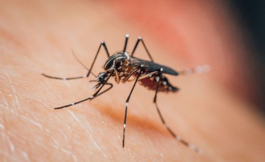 dengue aedes Visor Notícias