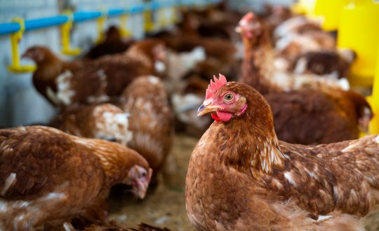 galinhas marrons na fazenda Visor Notícias
