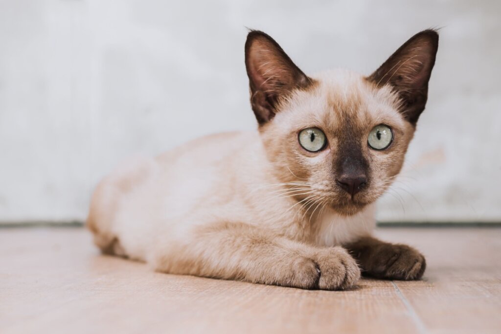 Gato burmês deitado e olhando para a frente 