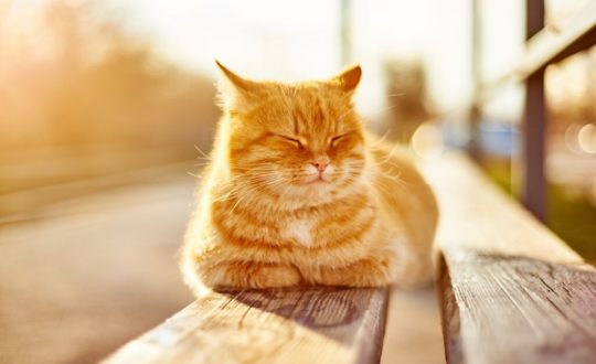 Gato deitado em um banco tomando sol