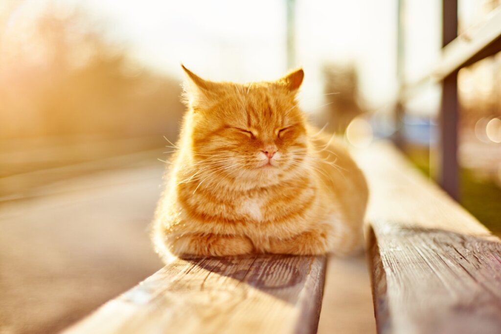 Gato deitado em um banco tomando sol 