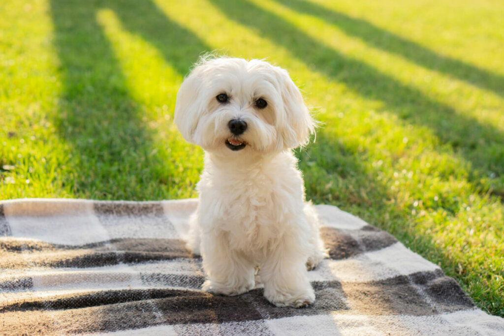 Cachorro da raça maltês sentado em coberta xadrez na grama ao ar livre