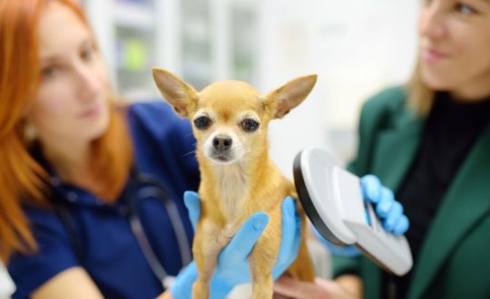 Veterinária tentando localizar um microchip em um cachorro