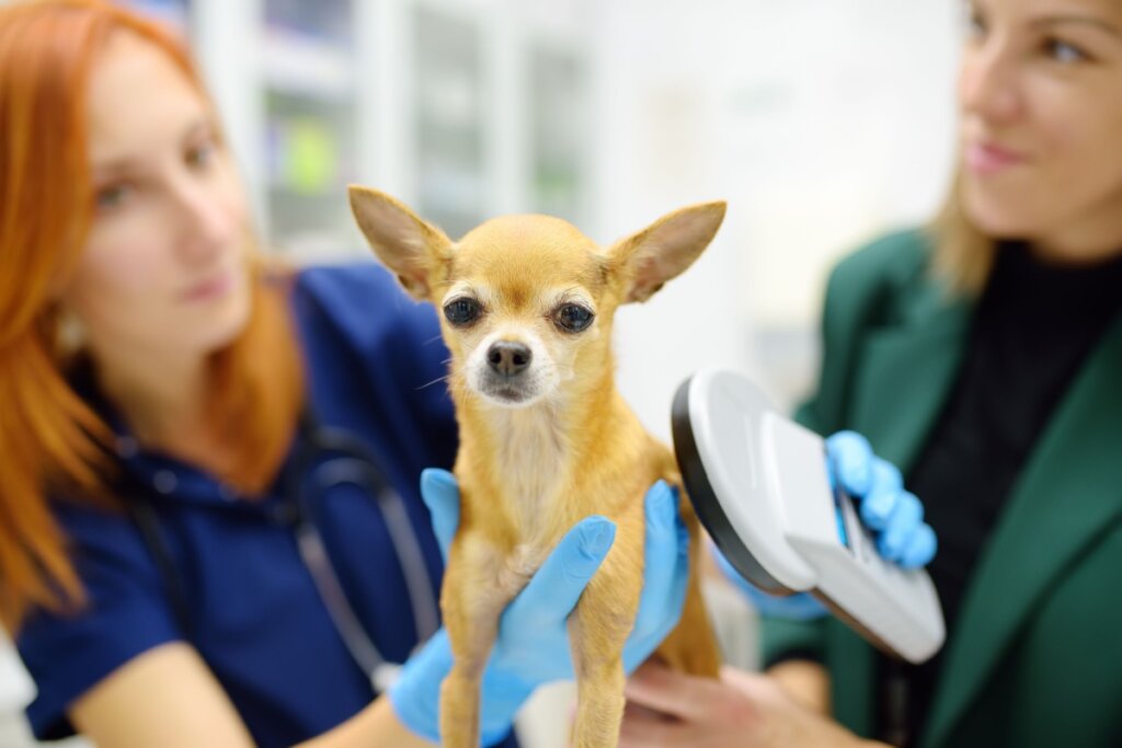 Veterinária tentando localizar um microchip em um cachorro