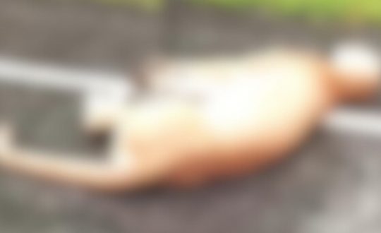 onca morta Visor Notícias