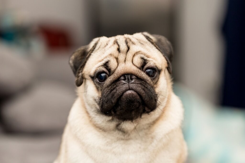 Cachorro da raça pug com pelagem bege e preta olhando para a câmera