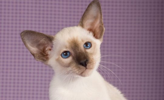filhote de gato siamês com pelo branco e marrom